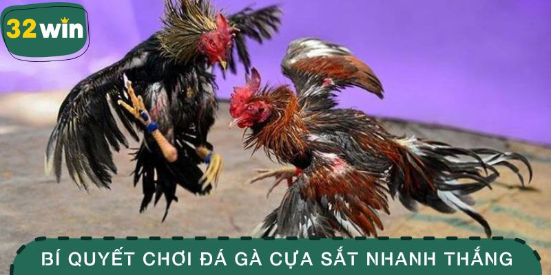 Đá Gà Cựa Sắt -Tìm Hiểu Bộ Môn Chọi Gà Kịch Tính Bậc Nhất 4 Bí quyết chơi đá gà cựa sắt nhanh thắng