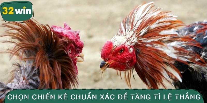 Đá Gà Thomo – Bí Kíp Chọn Được Chiến Kê Chuẩn Xác 4 Chọn chiến kê chuẩn xác để tăng tỉ lệ thắng