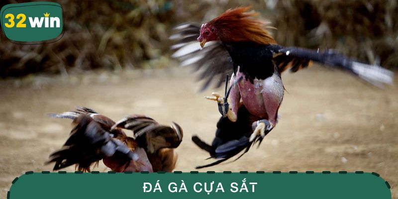 Đá Gà Cựa Sắt -Tìm Hiểu Bộ Môn Chọi Gà Kịch Tính Bậc Nhất 1 Đá gà cựa sắt