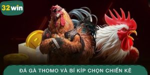 Đá Gà Thomo – Bí Kíp Chọn Được Chiến Kê Chuẩn Xác 3 Đá gà Thomo