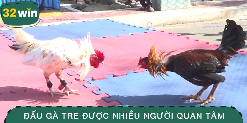Đấu gà tre được nhiều người quan tâm