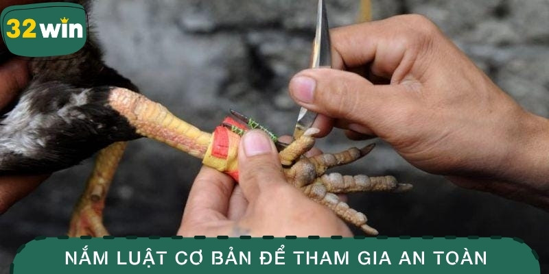 Đá Gà Cựa Dao - Môn Thể Thao Tốc Độ Và Khốc Liệt Bậc Nhất 2 Nắm luật cơ bản để tham gia an toàn