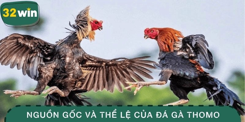 Đá Gà Thomo – Bí Kíp Chọn Được Chiến Kê Chuẩn Xác 2 Nguồn gốc và thể lệ của đá gà Thomo